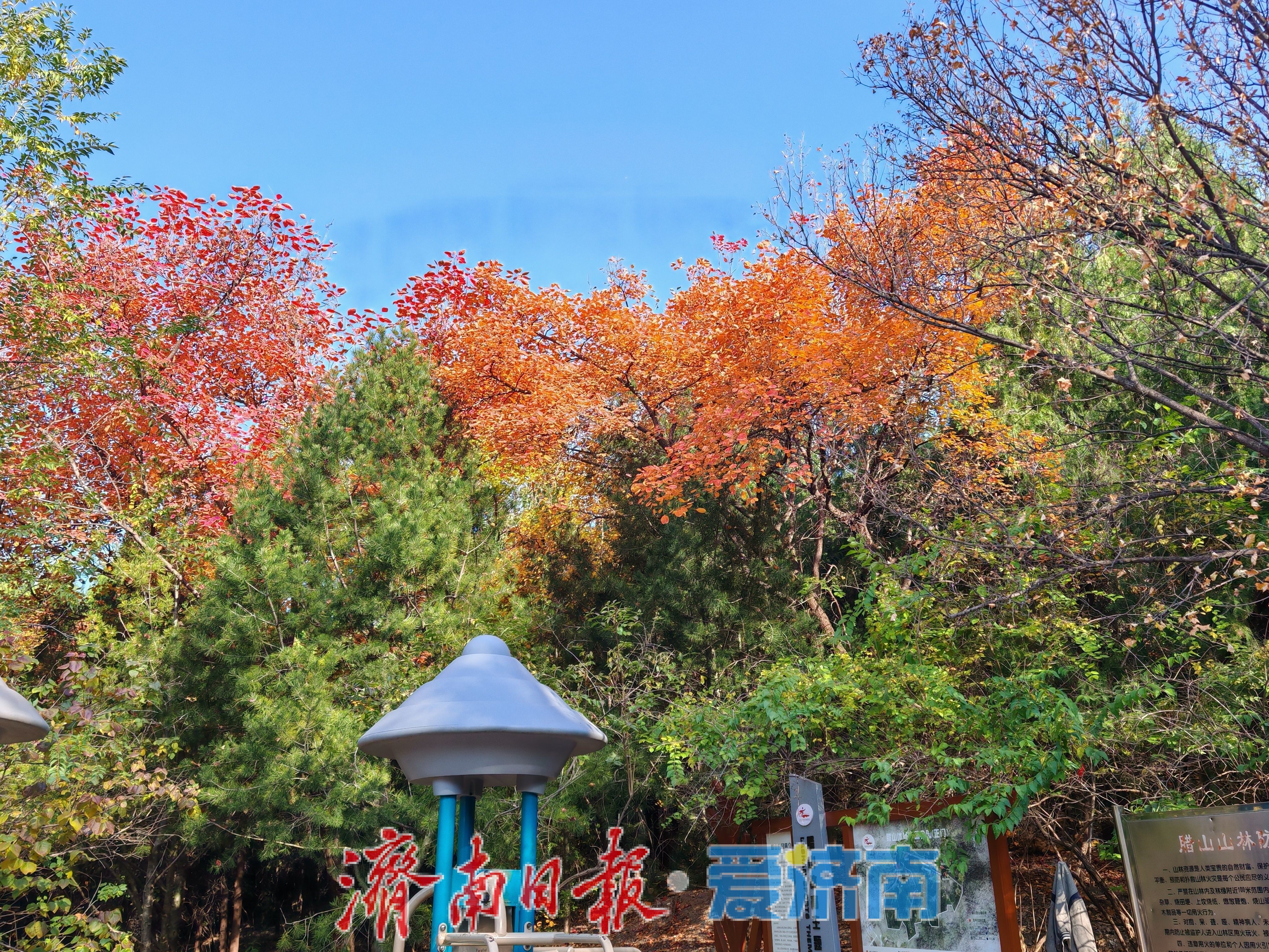 一年四季 泉在济南丨腊山冬日正当“红”