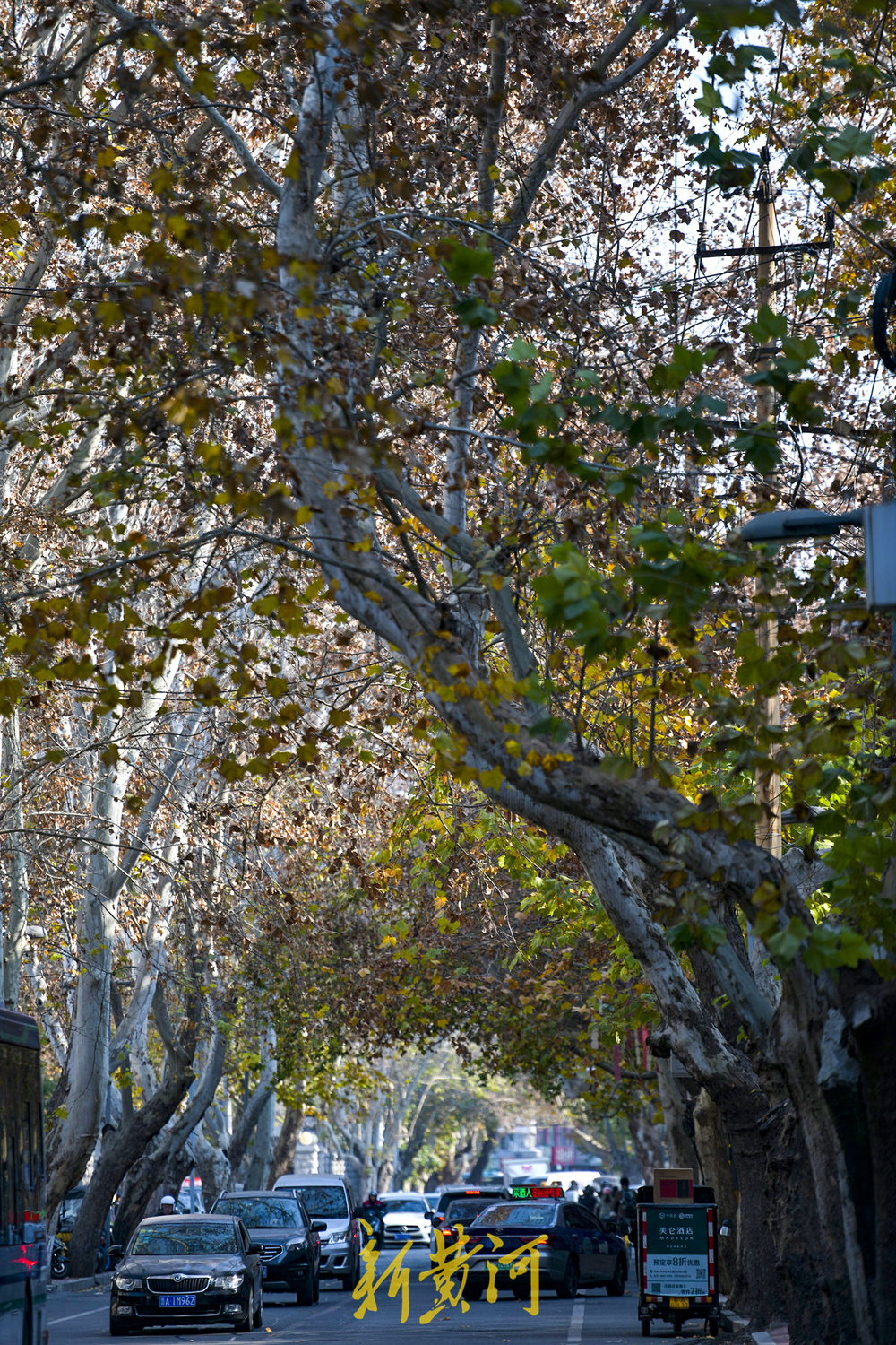 一年四季 泉在济南丨百年法桐织就“金色时光隧道” 济南老商埠冬日披金装 