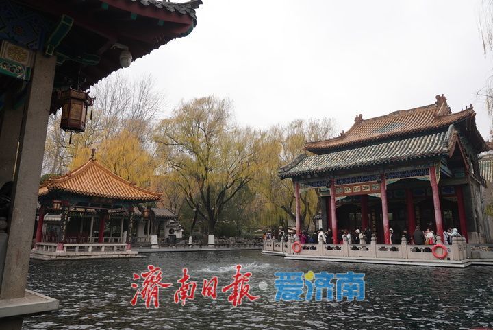 一年四季 泉在济南丨雨润泉城 趵突泉景色如画引客来