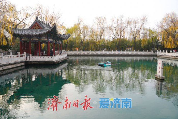 一年四季 泉在济南丨金叶映泉 珍珠泉冬日诗境惹人醉