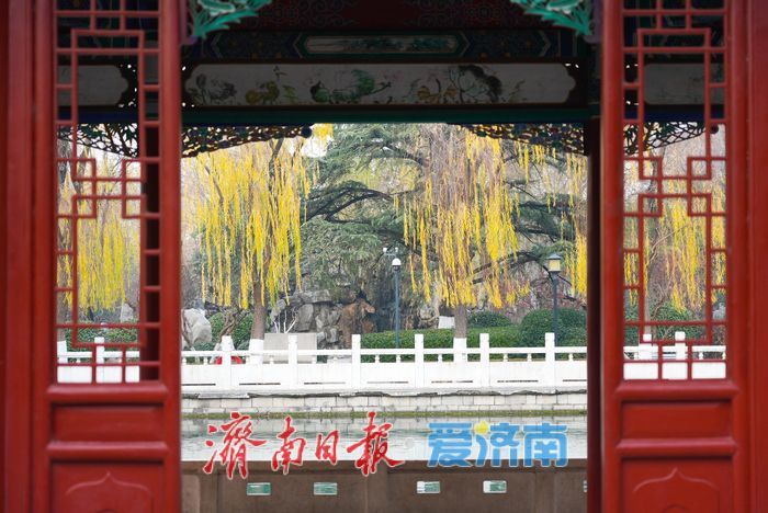 一年四季 泉在济南丨金叶映泉 珍珠泉冬日诗境惹人醉