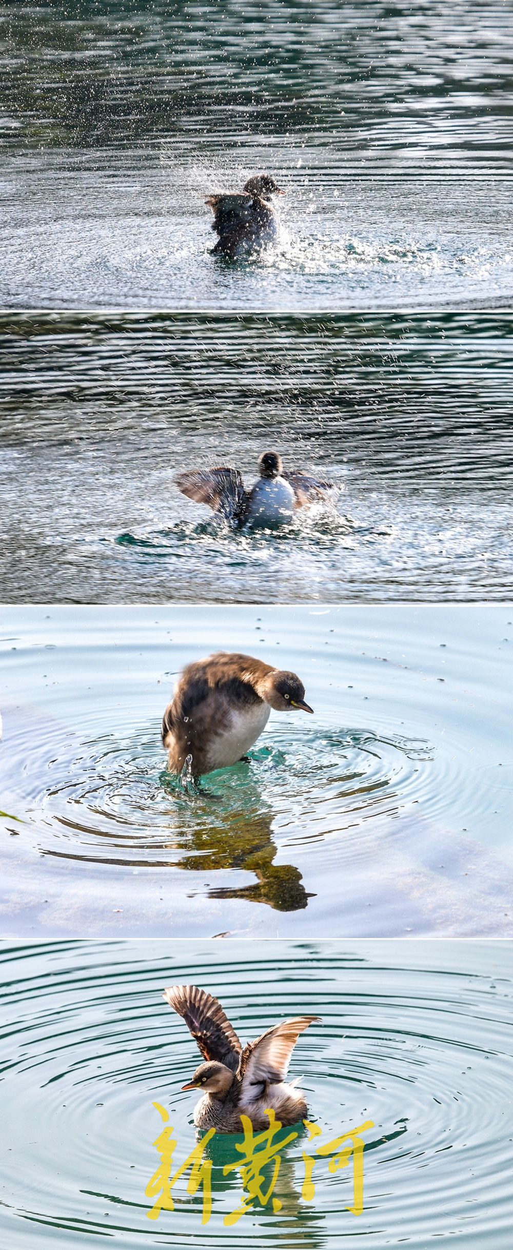 五龙潭连续十余年迎“老朋友” 小鸊鷉泉池嬉戏成冬日一景