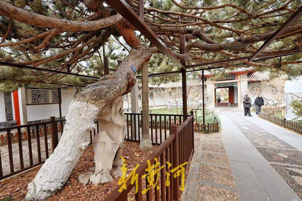 一年四季 泉在济南｜济南趵突泉景区内百年油松复壮，焕发盎然生机