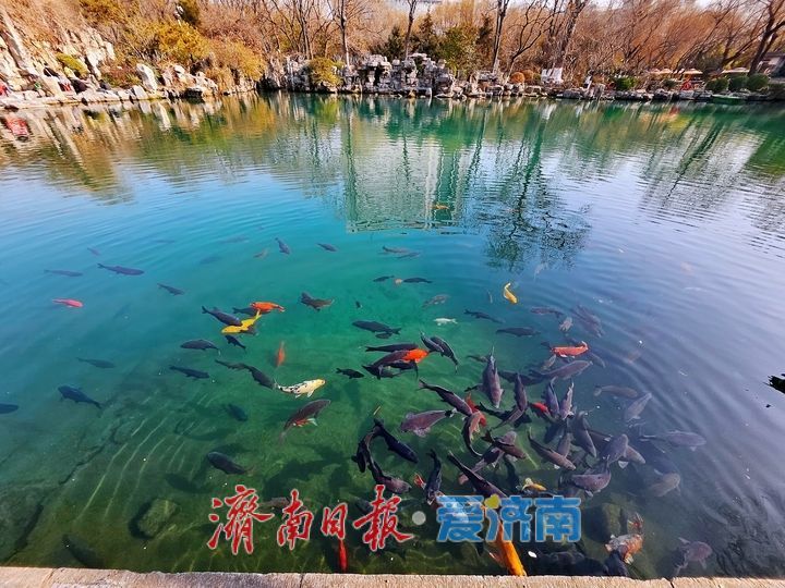 五龙潭水清澈见底 成群锦鲤“皆若空游无所依”