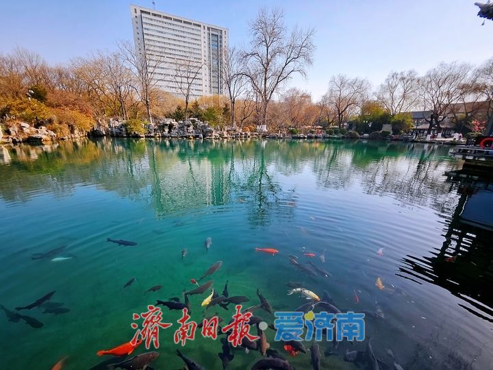 五龙潭水清澈见底 成群锦鲤“皆若空游无所依”