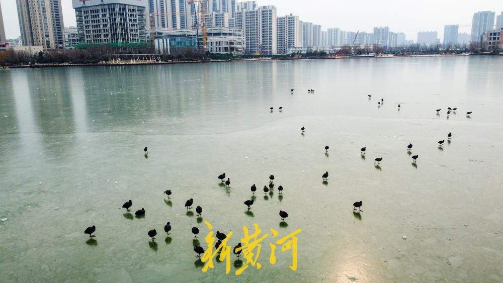 云锦湖变身济南野生鸟“溜冰场”