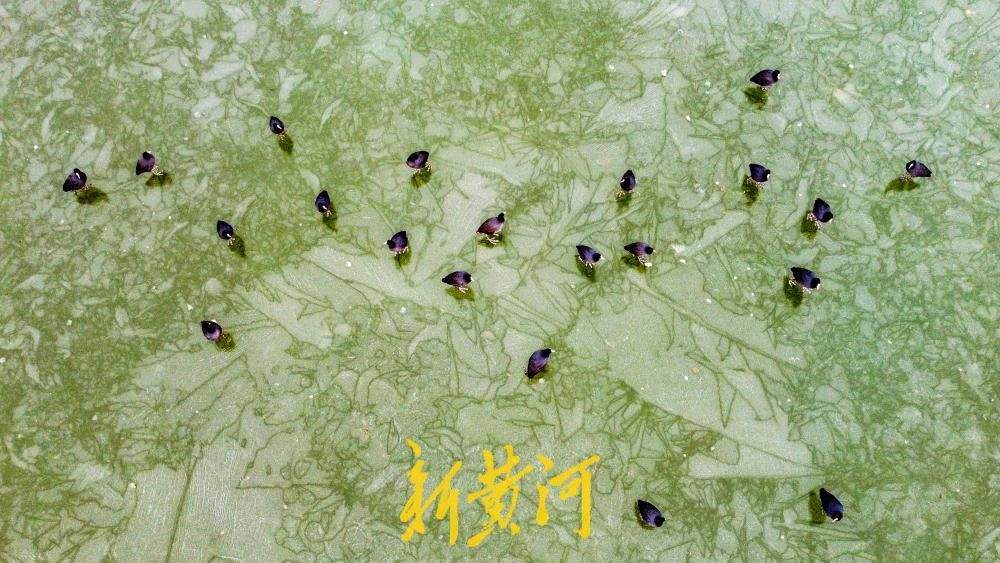 云锦湖变身济南野生鸟“溜冰场”