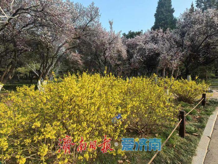 一年四季 泉在济南丨百花公园花朝荟 桃韵芳华正当时 春日盛景引客来