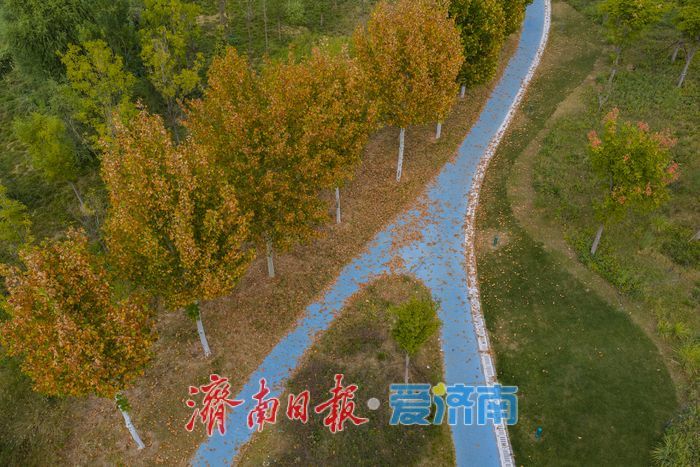 仲秋泉城绿意浓，济南中央森林公园铺展城市生态画卷