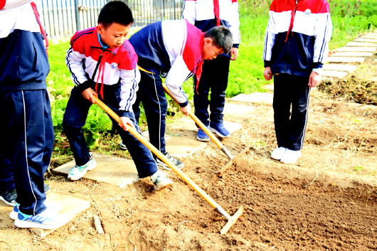 济南商河中小学劳动教育课上演真人版场农qq