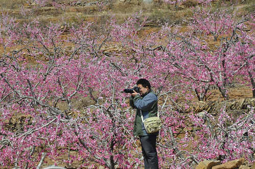 山东沂水桃花节以赏桃花为主题 带动乡村游