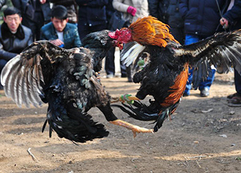 山东菏泽民俗斗鸡迎春节