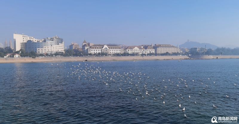 青岛栈桥将迎来最美"海鸥季 第一波海鸥已飞抵