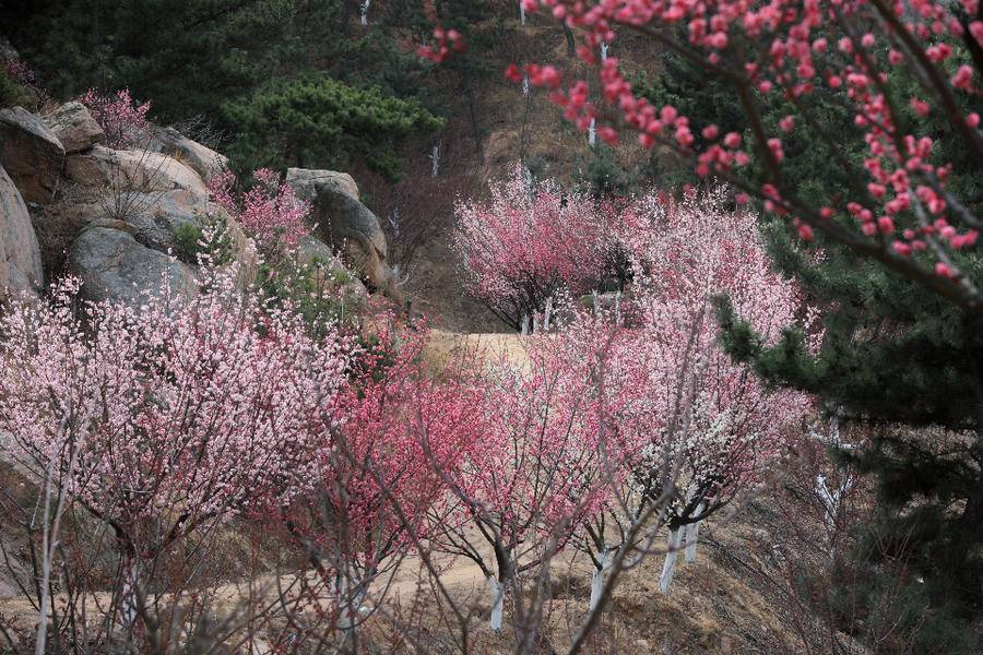 梅花谷梅花绽放青岛天柱山修复矿坑荒山换美景