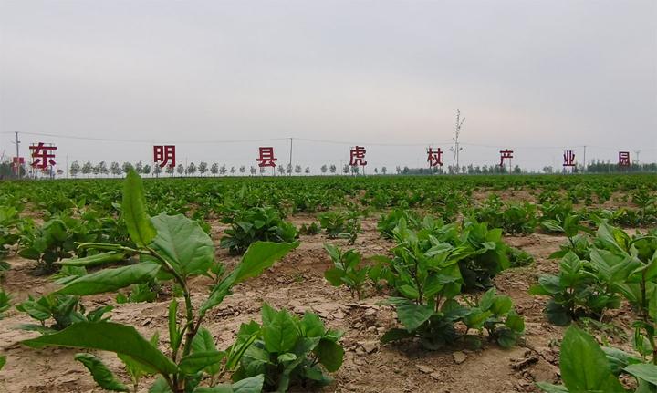 东明长兴集万亩虎杖遍植黄河滩涂地绘就岸绿景美新画卷